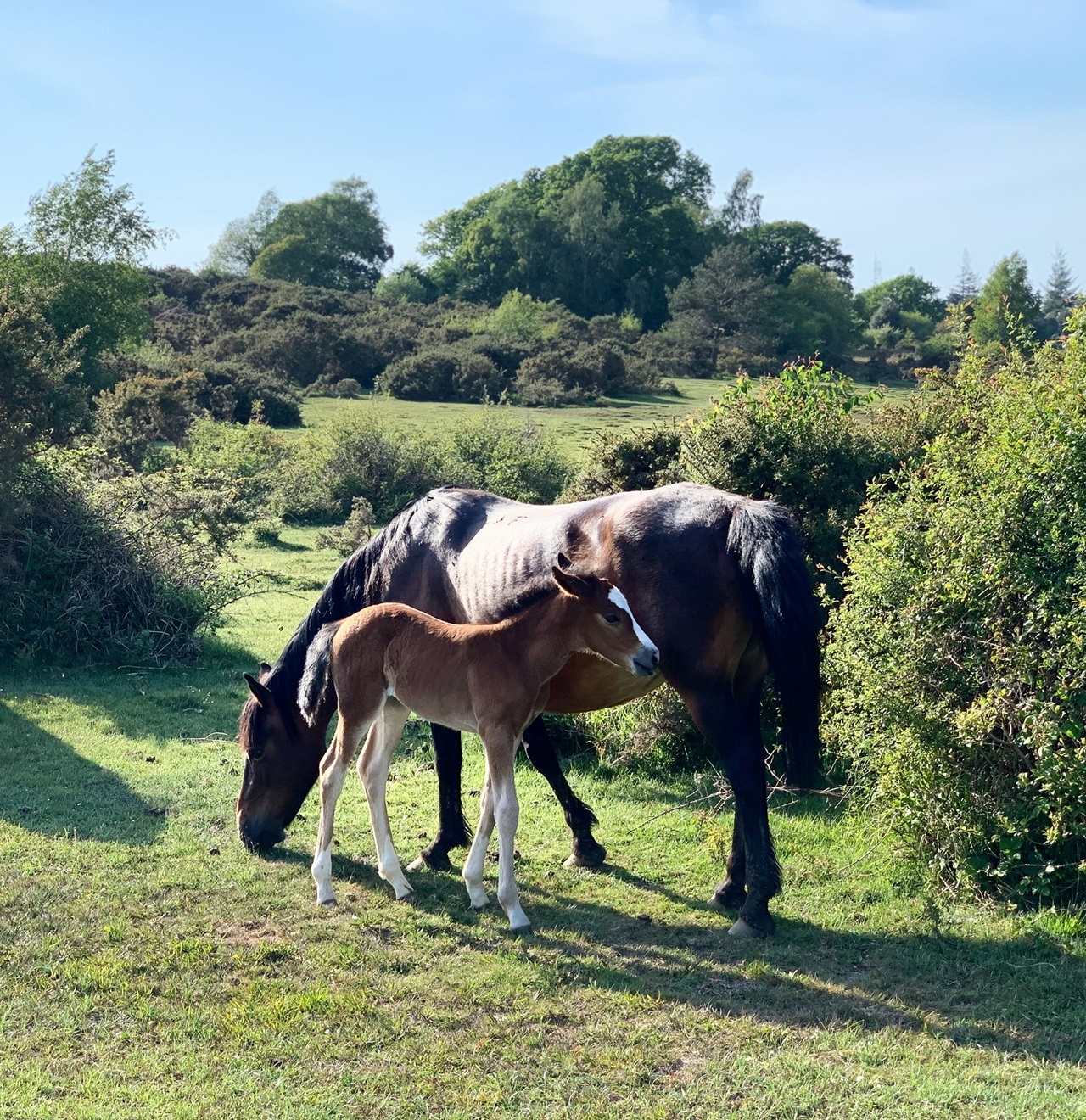 ponies in the New Forest Hampshire